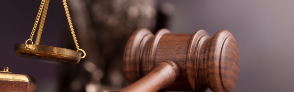 Law concept, owl in a judge gavel concept